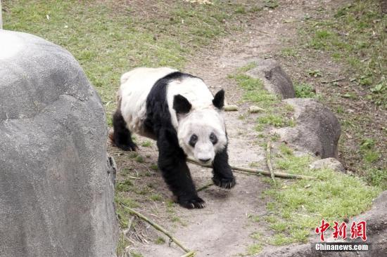 Giant panda Ya Ya to return to China