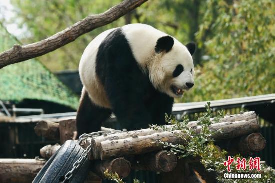 50 Pandas to settle in Beijing's New Research Center by 2024