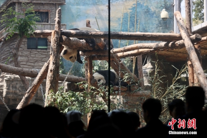 5月3日，“五一”假期最后一天，众多游客前往北京动物园大熊猫馆观赏憨态可掬的大熊猫。中新社记者 易海菲 摄