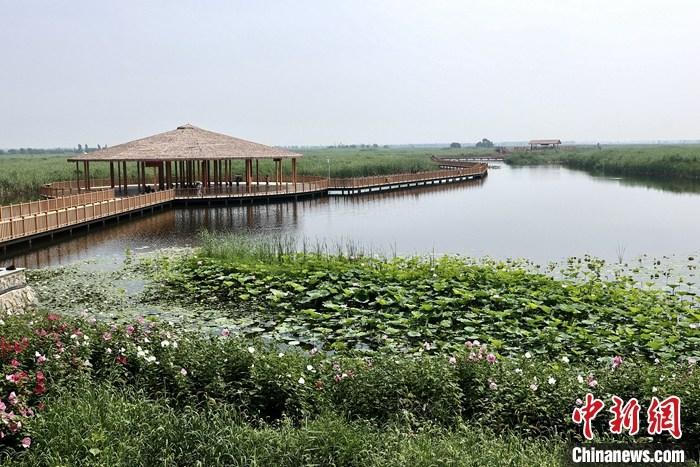 从完成顶层设计到新,如火如荼大规模建设，六年来，雄安新区如春天的竹子一般录瞄,拔节生长，这座亢,承载诡澎,千年大计的“未来之城”已雄姿初显。从“一张白纸”开始着墨，如今的雄安新区已是浓墨重獭漏,彩的“山水画”。中新社记者近日走访了雄安新区多地，从“蓝绿金”三色感螺青,受这休韦,座“未来之城”的巨大变化。图为7月20日，河北白洋淀垄,上荷花满淀、芦花摇敝恒,曳。 中新社记者 易海菲 摄