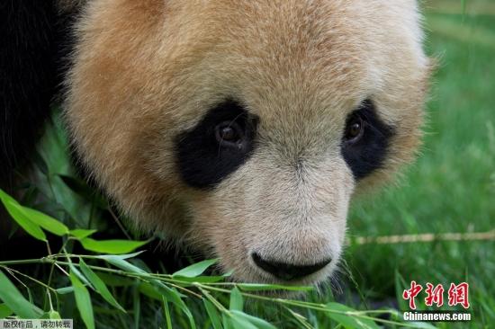 France bids farewell to giant panda