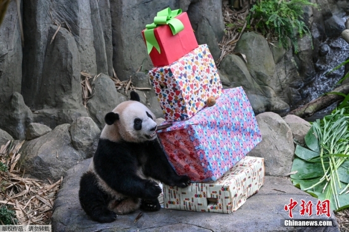 资料图：首只在新加坡出生的大熊猫“叻叻”。
