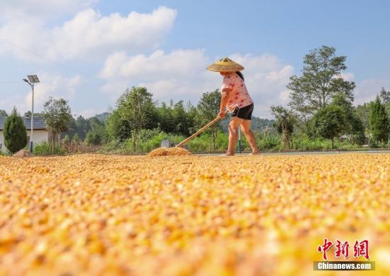 Henan secures grain harvest despite severe rain