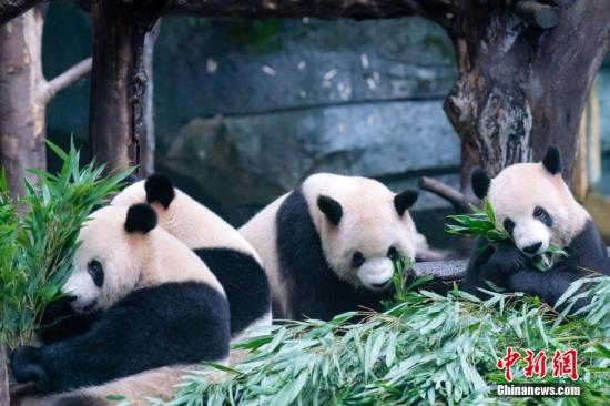 Panda college established in Sichuan