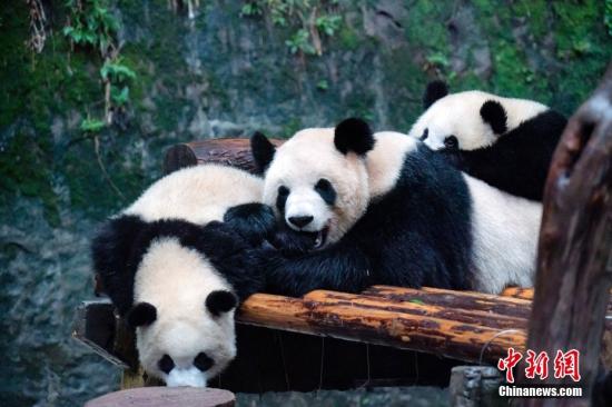 China sets up first giant panda college to train conservation professionals for rare species