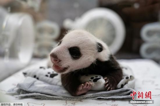 Moscow residents choose name for giant panda cub born at city zoo