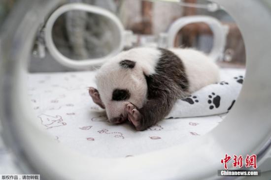 63 Chinese giant pandas thriving abroad