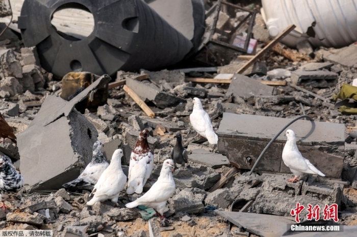 当地时间10月18日，巴勒斯坦加沙地带，汗尤尼斯被以色列轰炸后，人们检查被毁建筑的残骸，代表和平的鸽子站在瓦砾上。