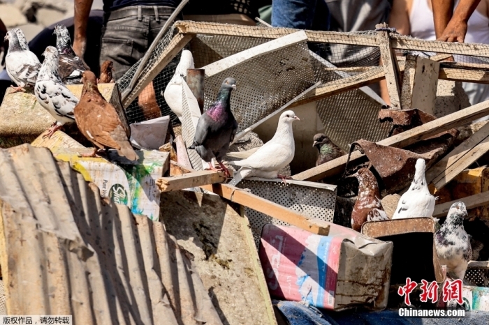 当地时间10月18日，巴勒斯坦加沙地带，汗尤尼斯被以色列轰炸后，人们检查被毁建筑的残骸，代表和平的鸽子站在瓦砾上。