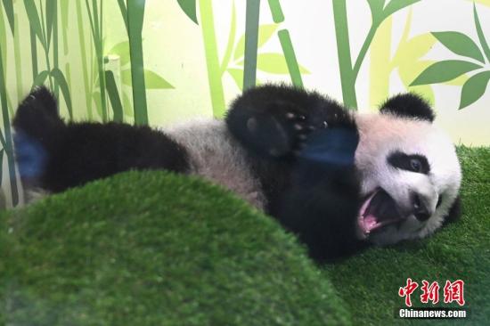 Panda born in Singapore arrives in Sichuan