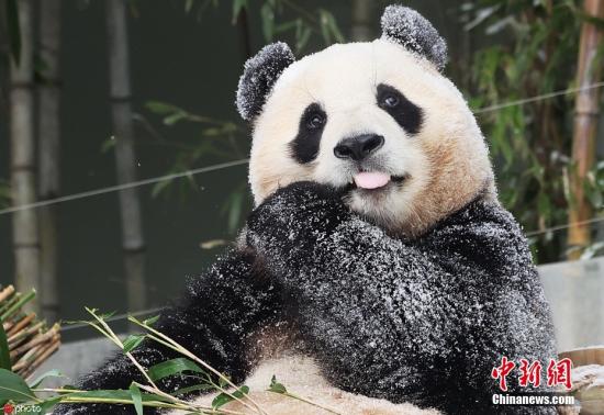 Fu Bao, first giant panda born in South Korea, to return to China in April