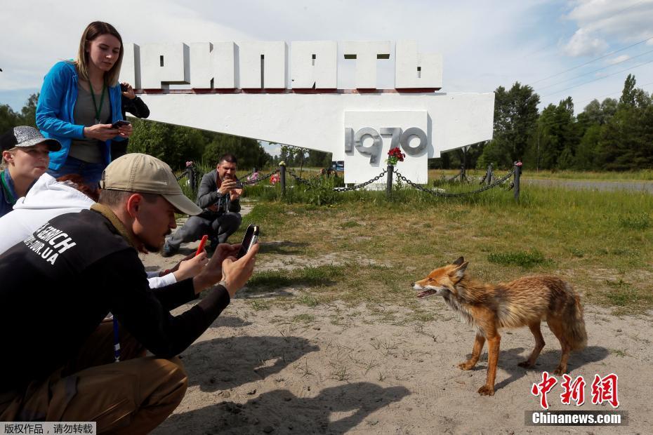 当地时间6月2日，几名游客在切尔诺贝利核电站附近旅游时发现一只狐狸，纷纷拍照留念。