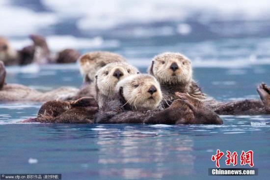 资料图：可爱的水獭们挤在一起。图片来源：CFP视觉中国