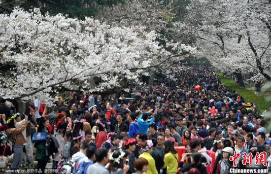 3月22日，武汉大学樱花季的首个周末，武大长约200米的樱花大道上，1000多株樱花竞相绽放，游客拿起手机、相机拍下这一年一度的美景。图片来源：CFP视觉中国昨日是武汉樱花盛开后的首个双休日，武汉大学游人如潮，摩肩接踵的游客挤满樱花大道。醉美樱花悦游人，却让武大直喊挤。据记者初步估计，当天进入武大的游客约有10万人。