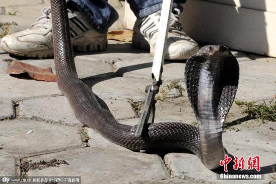 当地时间2014年12月27日，印度印多尔，印多尔动物园内一头三岁大的白虎与眼镜蛇发生争斗，白虎被眼镜蛇咬后死亡，眼镜蛇受伤。图片来源：CFP视觉中国
