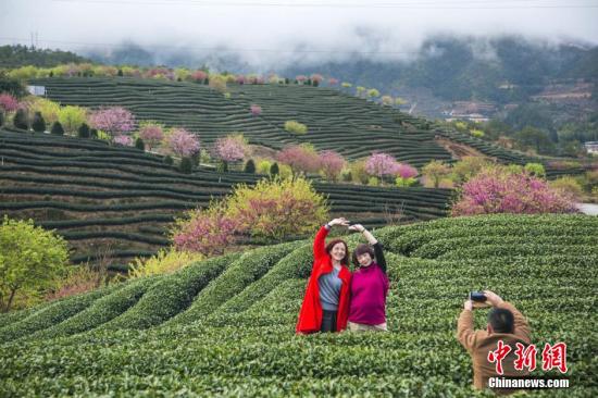 春节长假，有“大陆阿里山”之称的福建省漳平市永福镇樱花茶园里十万株樱花相继怒放，网友称“美到爆”。这里更是成为节日里各地游客“不远万里”举家自驾车而来的赏花之地。据不完全统计，春节假期，这里每天游客达到两三万人。 目前，永福是大陆地区最大的台湾软枝乌龙茶生产基地，被打造成“中国惟一的茶园樱花胜地”，“茶绿樱红”是这里最大的特色。杨婀娜 摄
