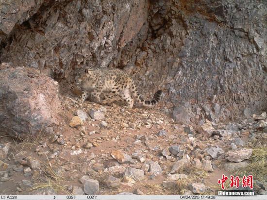 资料图：雪豹正在长江源地区活动。 中新社发 钟欣 摄