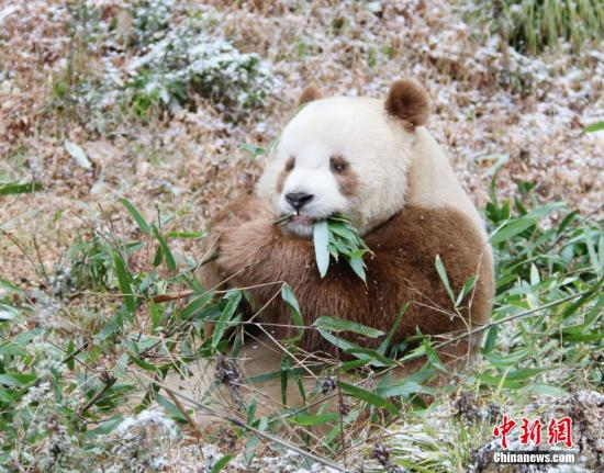Chinese scientists find gene responsible for giant panda Qizai’s rare brown-and-white fur