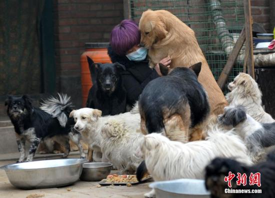 资料图：救助人员正在照顾流浪狗、流浪猫。中新社记者 翟羽佳 摄