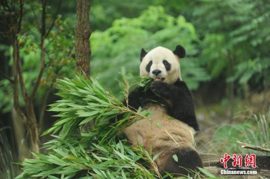 Giant pandas may move to San Francisco