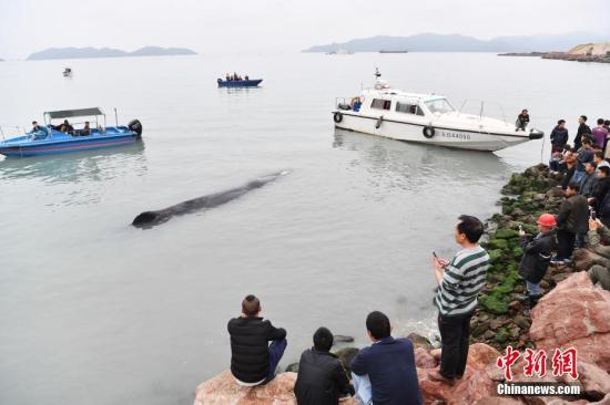 当地居民纷纷前来海边关注受伤的抹香鲸。记者 陈文 摄