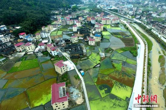 空中鸟瞰福建省新罗区小池镇美丽的新农村。 王东明 摄