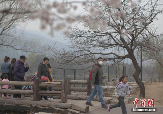 3月22日，北京遭遇雾霾天，空气质量达中度污染。图为市民在北京植物园赏春花。 中新社记者 刘关关 摄