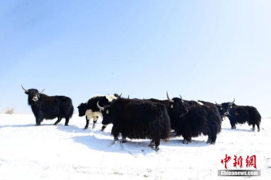 地里的牦牛。 武雪峰 摄