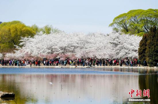 3月27日，北京天气晴好，玉渊潭公园盛开的樱花吸引了众多游客赏花踏青，百米樱花大道上游人如织。 

中新社记者 杜洋 摄