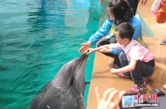 孤独症儿童与海豚、白鲸亲密接触。王力鹏 摄