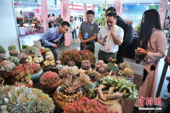 6月22日，第十八届中国昆明国际花卉展在昆明举办，来自国内外的专家客商齐聚春城开展交流合作。云南素有“花卉王国”之称，拥有1500种以上的花卉植物。图为近年来市场火爆的多肉植物受到众多客商的关注。 中新社记者 刘冉阳 摄