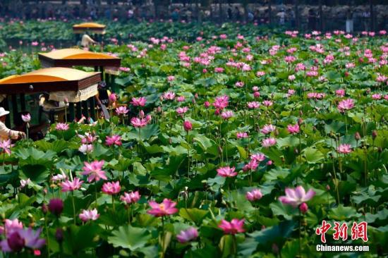 6月27日，北京北海公园第二十届荷花展开幕，本届荷花展以“御苑风采 荷露凝香”为主题，通过景区展示、科技科普、摄影竞赛等多种形式让百姓更加了解荷花文化。在北海公园荷塘内千余平米的红莲及太空莲已进入盛花期，此外，两万余盆各类荷花也已布置在公园内各景点供游人观赏。荷花展将持续至8月10日。中新社记者 富田 摄