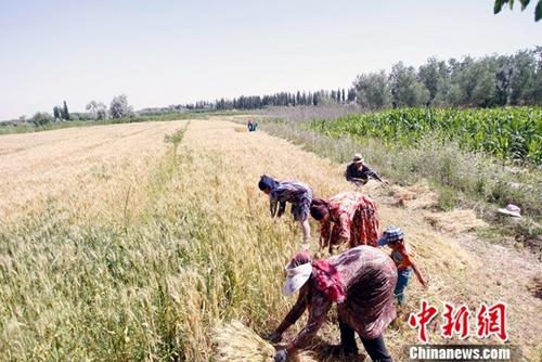 6月9日，在新疆喀什地区巴楚县，当地农民正在抢收夏粮。进入6月，新疆1760万亩小麦陆续开镰收割。据悉，今年新疆粮食种植面积3406万亩，其中小麦种植面积1760万亩，预计小麦产量可达到660万吨。中新社记者 王小军 摄