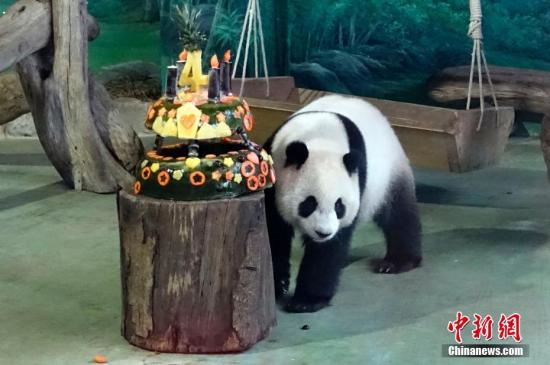 7月6日，是大陆赠台大熊猫团团、圆圆的长女圆仔4岁生日。台北市立动物园为它准备了生日蛋糕。 中新社记者 路梅 摄