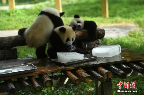 重庆动物园为大熊猫送冰块消暑，大熊猫正在吃冰块。 陈超 摄