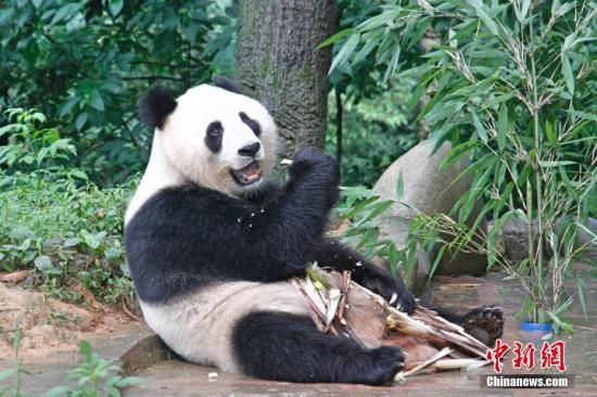 7月19日，两岸记者四川行联合采访团探访中国大熊猫保护研究中心雅安碧峰峡基地时，大熊猫正在享用美食。据介绍，大陆赠台大熊猫“团团”“圆圆”赴台前，曾在此基地生活过。中新社记者 陈小愿 摄