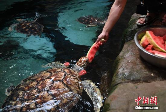 7月25日，饲养员正在喂海龟吃西瓜。当日，安徽省合肥市出现持续高温天气，合肥海洋世界的饲养员为海洋动物们准备西瓜、果冻、冰块等“高温福利”，帮助海洋动物们清凉度夏。
中新社记者 韩苏原 摄