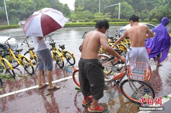 台风“天鸽”来袭 深圳共享单车被大风刮倒。 中新社记者 陈文 摄