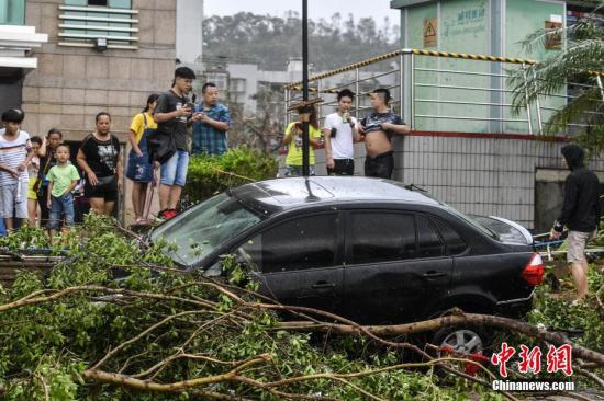 8月23日，一辆轿车被埋在倒伏的大树下。当日，第13号台风“天鸽”登陆后的珠海市区一片狼藉，市区内多处道路被倒伏的大树阻断，沿海路段遭遇海水倒灌。 中新社记者 陈骥� 摄