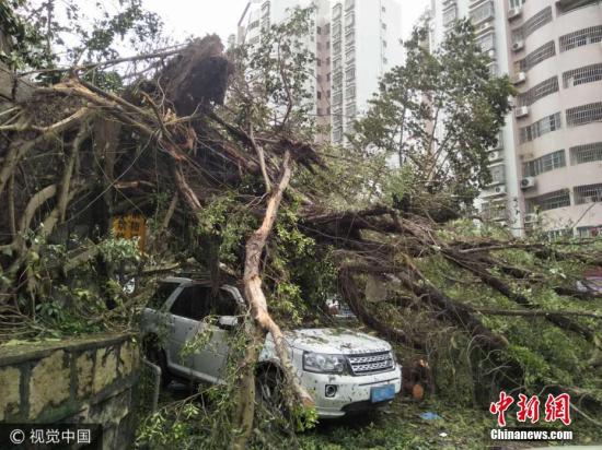 台风过境 广东珠海大树倒塌砸坏轿车。 于燕敏 摄 图片来源：视觉中国