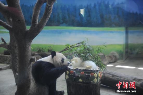 8月29日，是自大陆来台已经9年的大熊猫团团和圆圆13岁生日。台北市动物园当天为“夫妻”俩举行生日派对，庆祝他们的13岁生日。图为团团秀气的吃相。中新社记者 蒋雪林 摄