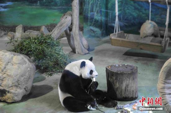 8月29日，是自大陆来台已经9年的大熊猫团团和圆圆13岁生日。台北市动物园当天为“夫妻”俩举行生日派对，庆祝他们的13岁生日。图为圆圆吃甘蔗。中新社记者 蒋雪林 摄