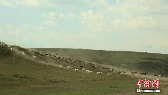 资料图：9月13日，位于新疆天山西部的伊宁县牧民正赶着一群群牛、羊、马，从托乎拉苏山区牧场转场。 史玉江 摄