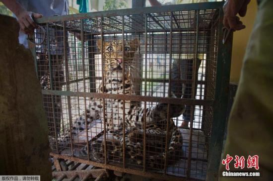 当地时间2017年9月13日，印度阿萨姆邦高哈蒂，一头雄性豹子闯入Kamakhya山区一户住宅中，兽医和森林管理员将其麻醉后抬出，送往动物园。