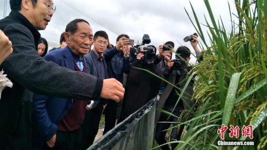 图为“杂交水稻之父”袁隆平观察“巨型稻”生长情况。中新社记者 徐志雄 摄