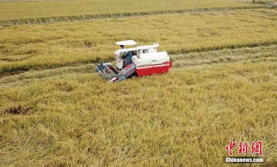 资料图：农民收割水稻。邓和平 摄
