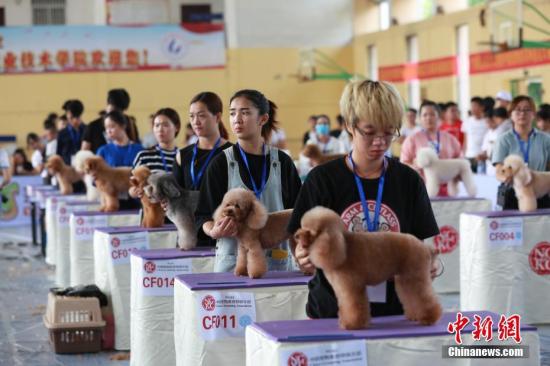 10月27日，第81届中国宠物美容师资格鉴定大赛、第34届中国宠物美容师创意美容大赛等多项全国顶级犬展赛事在广西职业技术学院内同步举行，来自全国各地的70多名选手参赛。比赛现场，180余条宠物狗在美容师的精心打扮下，造型各异，萌态十足。 马忠强 摄