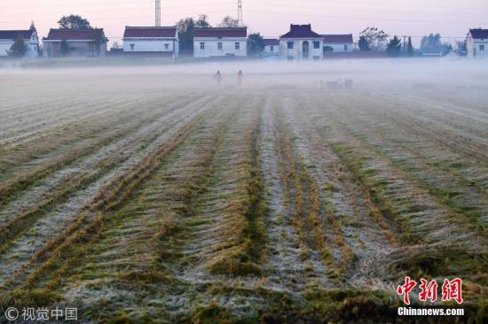 资料图：2017年10月31日，江苏海安，晨雾给秋收稻田披戴上“面纱”。早起的农民在阡陌间忙碌，人们就像在画中平整土地、清理杂草、收割播种。 图片来源：视觉中国