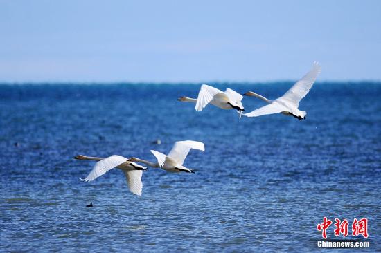 资料图：青海湖越冬的大天鹅。 杨涛 摄