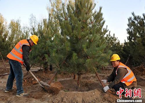 河北雄安新区“千年秀林”工程。图为工作人员正在为种好的树苗固定。 中新社记者 韩冰 摄